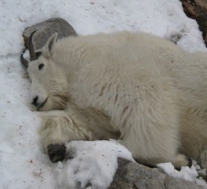 Does this look like the face of victory to you?